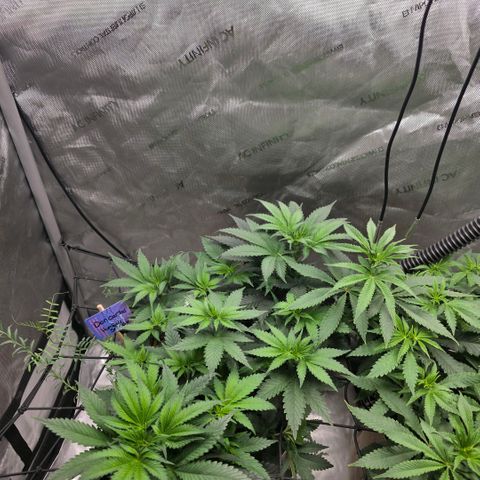 Don carlos  growlog timeline photo