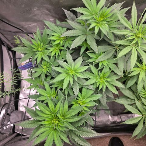 Don carlos  growlog timeline photo