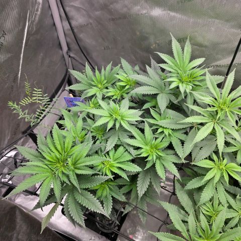 Don carlos  growlog timeline photo