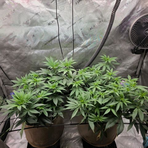 Don carlos  growlog timeline photo