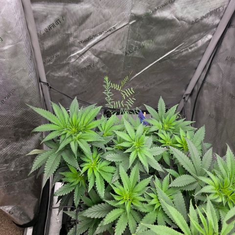 Don carlos  growlog timeline photo