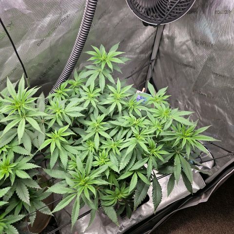 Curio smiling dog growlog timeline photo