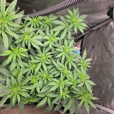 Curio smiling dog growlog timeline photo