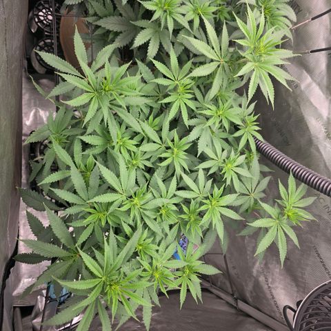 Curio smiling dog growlog timeline photo