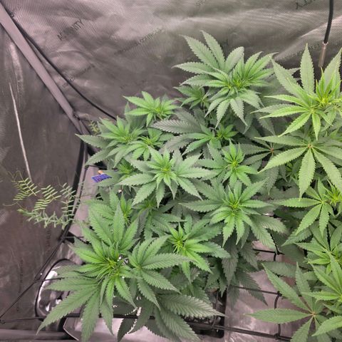 Don carlos  growlog timeline photo