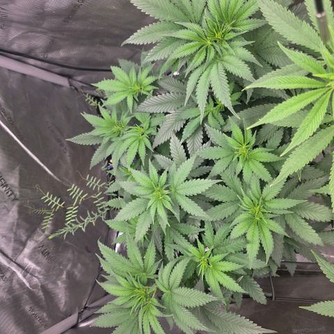 Don carlos  growlog timeline photo