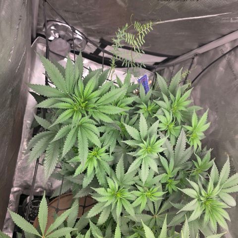 Don carlos  growlog timeline photo