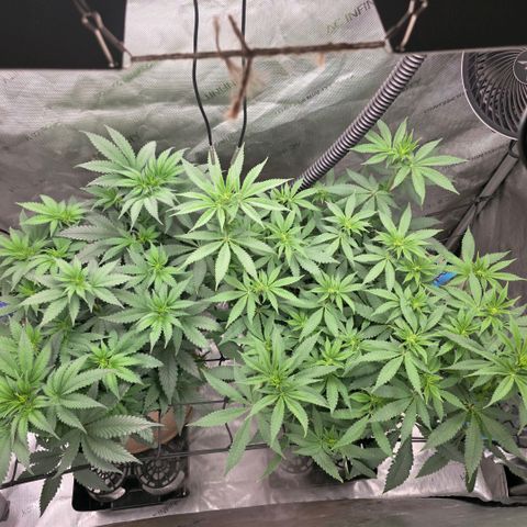Don carlos  growlog timeline photo