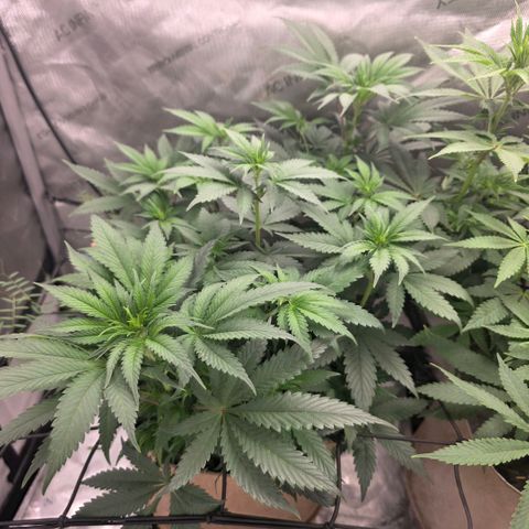 Don carlos  growlog timeline photo