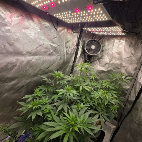 Curio smiling dog growlog timeline photo