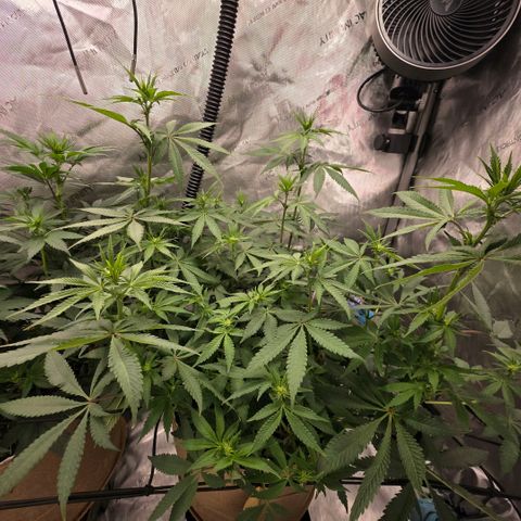 Curio smiling dog growlog photo: They are looking great 👍🏼 flowering has been good with no issues watering just need to be done as soon as lights do.