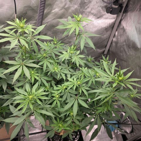Curio smiling dog growlog photo: They are looking great 👍🏼 flowering has been good with no issues watering just need to be done as soon as lights do.