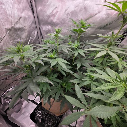 Don carlos  growlog photo: Great flowering as well. No issues besides needed to be watered when lights turn on. 