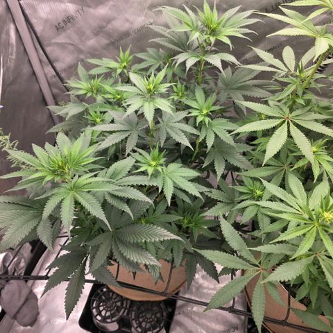 Don carlos  growlog photo: Great flowering as well. No issues besides needed to be watered when lights turn on. 