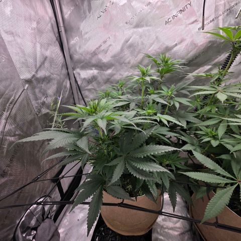 Don carlos  growlog photo: Great flowering as well. No issues besides needed to be watered when lights turn on. 