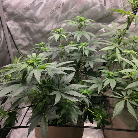 Don carlos  growlog timeline photo