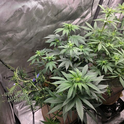 Don carlos  growlog timeline photo