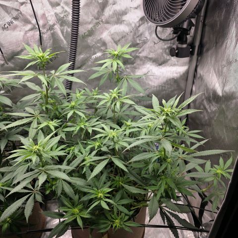 Curio smiling dog growlog timeline photo