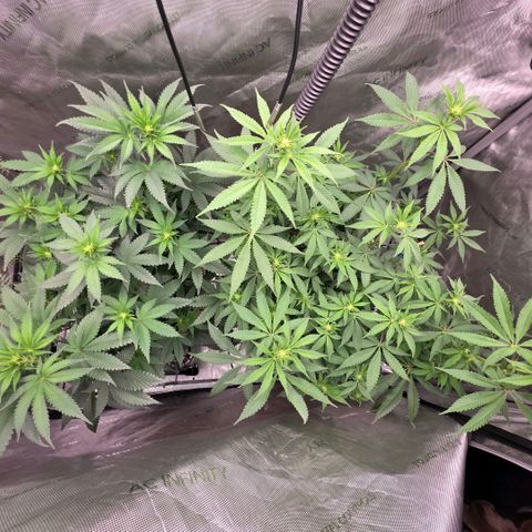Curio smiling dog growlog timeline photo