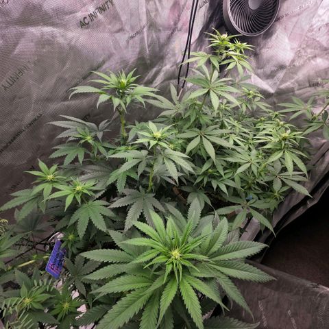 Curio smiling dog growlog timeline photo
