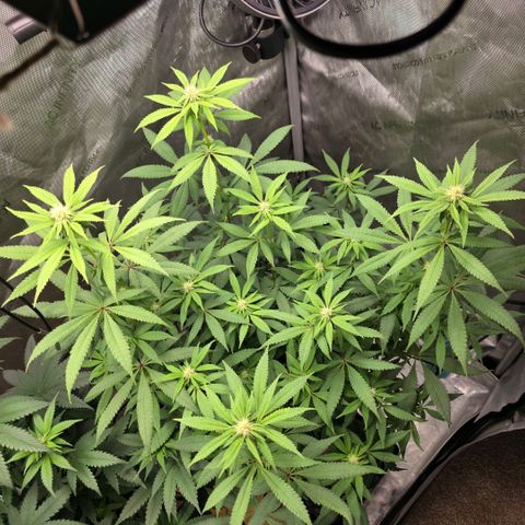 Curio smiling dog growlog photo: Just fed comp tea today.