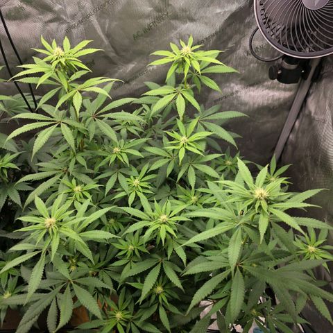 Curio smiling dog growlog photo: Just fed comp tea today.