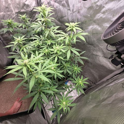 Curio smiling dog growlog photo: Just fed comp tea today.