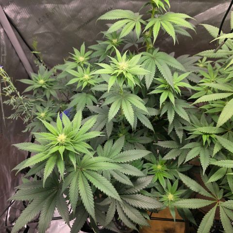 Don carlos  growlog photo: Fed comp tea today 