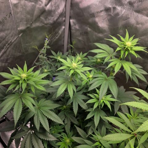 Don carlos  growlog photo: Fed comp tea today 