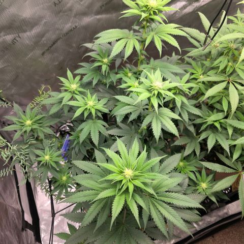 Don carlos  growlog photo: Fed comp tea today 