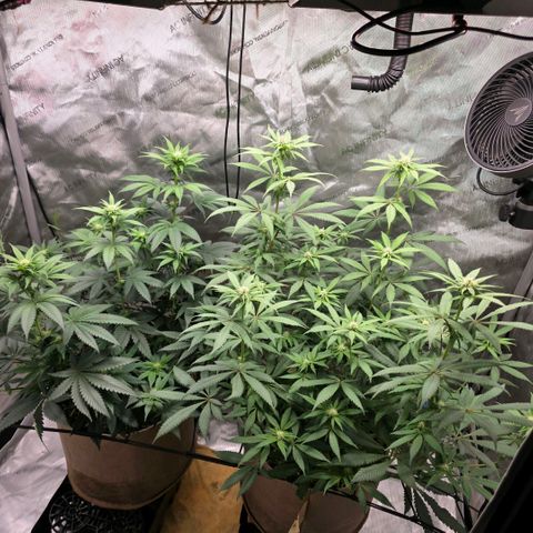 Curio smiling dog growlog photo: Growth has been great and just fed them tea. Every week on Mondays need to be fed tea.
