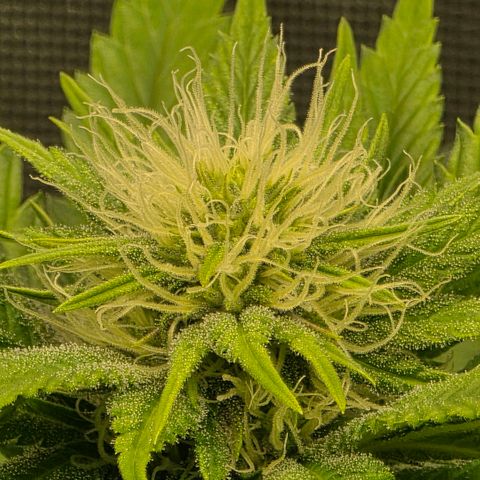 Don carlos  growlog photo: Don is looking great, while watering noticed the soil needs some time to slowly drink without and dripping. Checking moisture levels of soil before watering in the morning making tea today once recharge arrives.