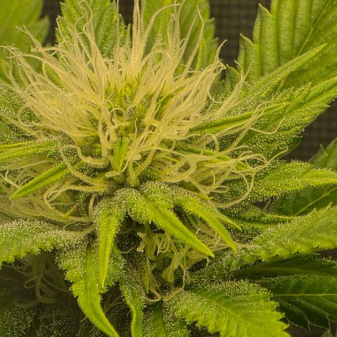 Don carlos  growlog photo: Don is looking great, while watering noticed the soil needs some time to slowly drink without and dripping. Checking moisture levels of soil before watering in the morning making tea today once recharge arrives.