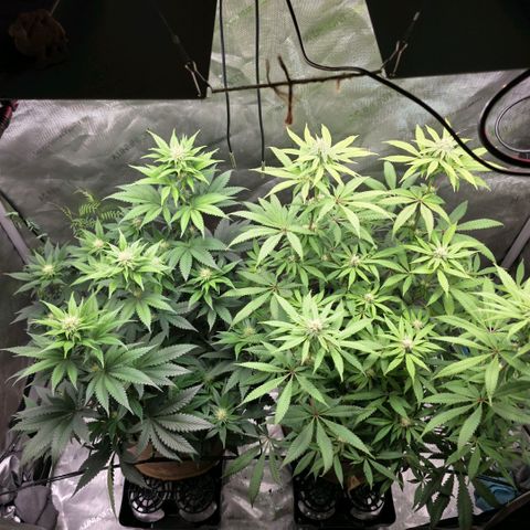 Don carlos  growlog timeline photo