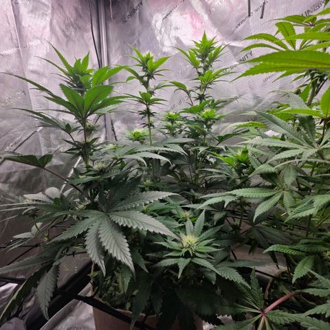 Don carlos  growlog photo: Don is looking great, while watering noticed the soil needs some time to slowly drink without and dripping. Checking moisture levels of soil before watering in the morning making tea today once recharge arrives.
