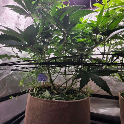 Don carlos  growlog photo: Don is looking great, while watering noticed the soil needs some time to slowly drink without and dripping. Checking moisture levels of soil before watering in the morning making tea today once recharge arrives.