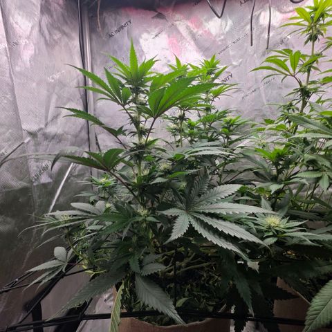 Don carlos  growlog photo: Don is looking great, while watering noticed the soil needs some time to slowly drink without and dripping. Checking moisture levels of soil before watering in the morning making tea today once recharge arrives.