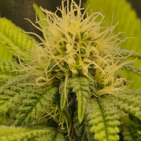 Curio smiling dog growlog photo: Looking great still i did notice the nugs look alot different from the don as they are smaller and frosty and the don is looking bigger (full) plump* with closer stacking.