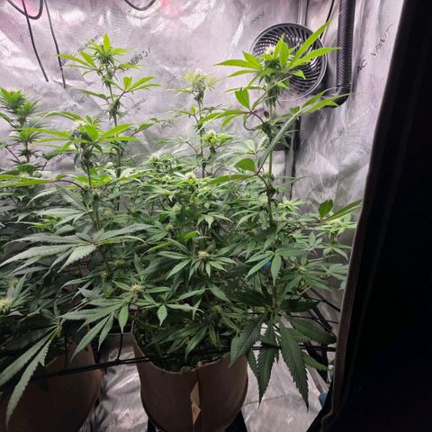 Curio smiling dog growlog photo: Looking great still i did notice the nugs look alot different from the don as they are smaller and frosty and the don is looking bigger (full) plump* with closer stacking.