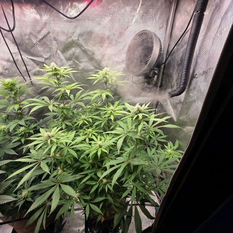 Curio smiling dog growlog photo: Looking great still i did notice the nugs look alot different from the don as they are smaller and frosty and the don is looking bigger (full) plump* with closer stacking.