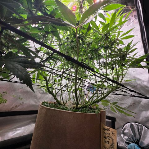 Curio smiling dog growlog photo: Looking great still i did notice the nugs look alot different from the don as they are smaller and frosty and the don is looking bigger (full) plump* with closer stacking.