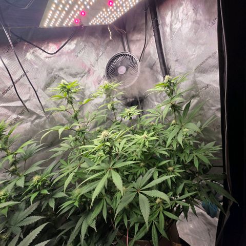 Curio smiling dog growlog photo: Looking great still i did notice the nugs look alot different from the don as they are smaller and frosty and the don is looking bigger (full) plump* with closer stacking.