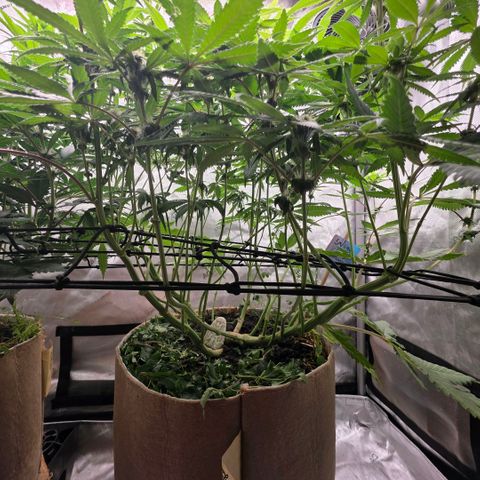 Curio smiling dog growlog photo: Looking great still i did notice the nugs look alot different from the don as they are smaller and frosty and the don is looking bigger (full) plump* with closer stacking.