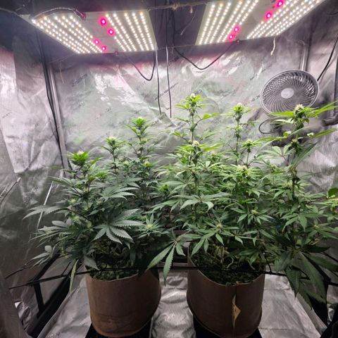 Curio smiling dog growlog photo: Looking great still i did notice the nugs look alot different from the don as they are smaller and frosty and the don is looking bigger (full) plump* with closer stacking.