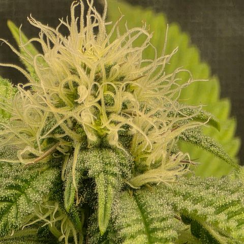 Curio smiling dog growlog photo: Looking great still i did notice the nugs look alot different from the don as they are smaller and frosty and the don is looking bigger (full) plump* with closer stacking.