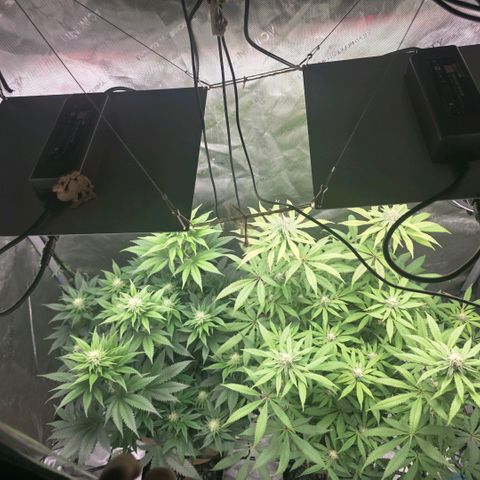 Curio smiling dog growlog timeline photo