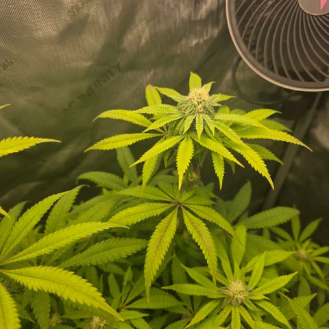 Curio smiling dog growlog timeline photo