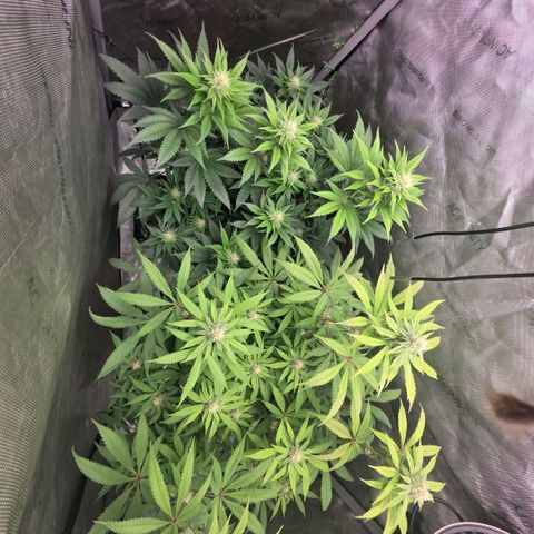 Curio smiling dog growlog timeline photo