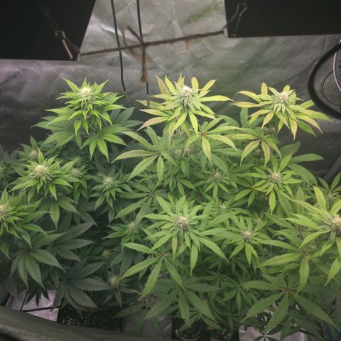 Curio smiling dog growlog timeline photo