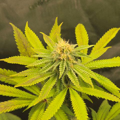 Curio smiling dog growlog timeline photo